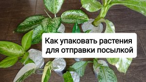 Как упаковать растения для отправки посылкой