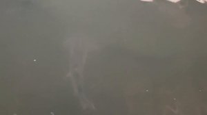 Разведение осетра в Дагестане Бабаюртовский района