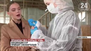 💉В Севастополе от Болезни Ньюкасла вакцинировали 37 тысяч домашних птиц