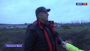 Швицкая порода коров в с. Бабка. г. Павловск Воронежской обл.