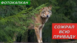 Фотокапкан. Волк на приваде - как у себя дома!
