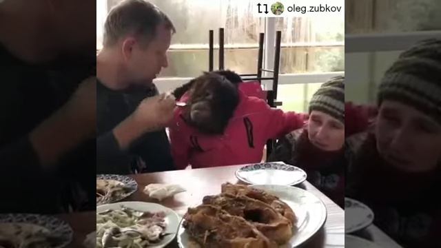 Орангутан ДАНА - звезда Тайгана ! Дана трапезничает ! смотреть онлайн