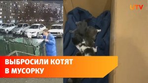 В Уфе неизвестный засунул слепых котят в мешок и выбросил в мусорный бак