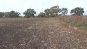 Первый пробный выезд в этом сезоне. Ловля щеглов.чижей на ОС.