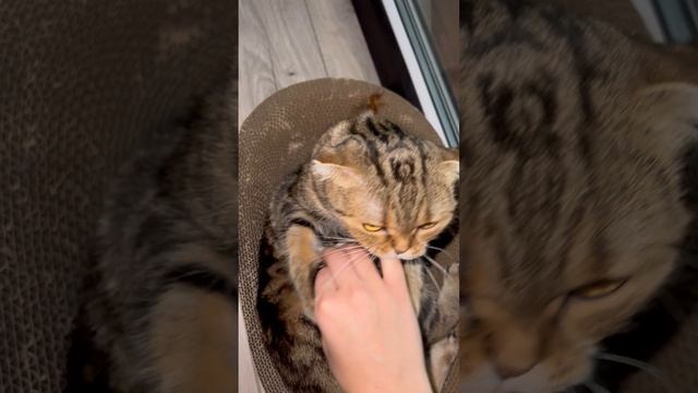 Шотландская вислоухая кошка кусается 😺