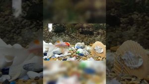 Аквариум “Gold Fish” модель «Оазис»