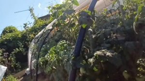 Томат гном ФЕРОКОВКАЙ