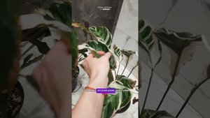 Калатеи и паутинный клещ.