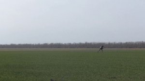 ловля полевых жаворонков.открытие сезона