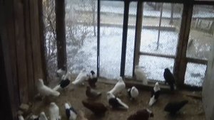 Голуби Омска