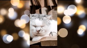 Знакомство с котом Петровичем