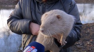 Токарёвский пруд и его новые обитатели