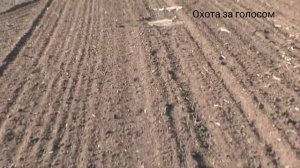 ловля сорокопута(жулана) на самодельный лучек