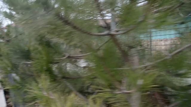 Как кот Рыжик жаловался леопардам Шакире и Топазу что его не любят ! смотреть онлайн