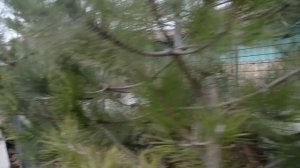 Как кот Рыжик жаловался леопардам Шакире и Топазу что его не любят !