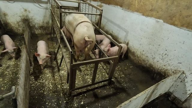 Пора продавать 🔥 здоровые стали прыгают через заборы к соседям драться смотреть онлайн