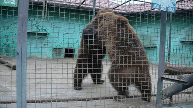 Как медведь Юрик убирал свою 'квартиру'! смотреть онлайн