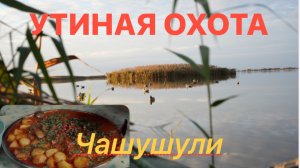 УТИНАЯ ОХОТА чашушули на охоте