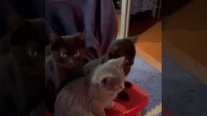 котики греются у печи в морозную ночь 😌