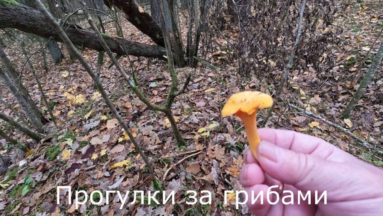 Прогулки за грибами.  Последние грибы 1 ноября в Латвии.