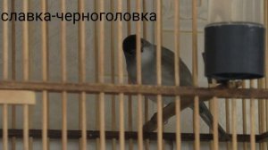 славка-черноголовка.январская песня 13.01.2023