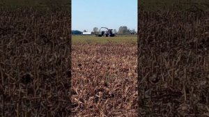 Уборка кукурузы и кормозаготовка. Осенний репортаж.