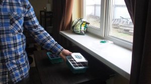 Посадил семена карликовых помидор