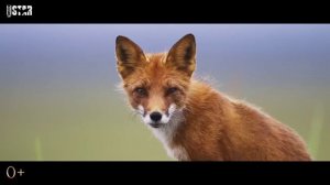 Треёлер огненый лис
