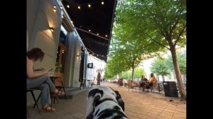 По Краснодару с собакой из отеля