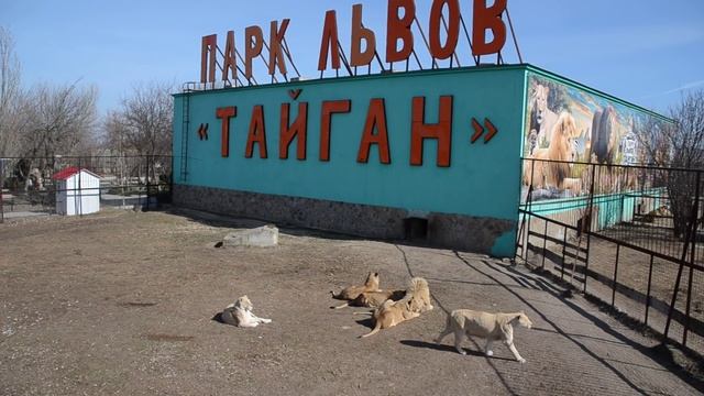 Львицы проучили удачливую соперницу ...,а ей наплевать :) смотреть онлайн