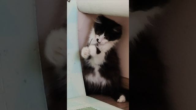 Котенок играет с игрушкой.💖💖💖.Шорты.