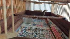 кормление соловья сверчками