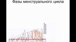 Ультразвуковая анатомия органов малого таза у женщин