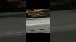 обзор на нотозавра от маттел notasaurus Mattel