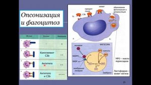 Дубынин В. А. - Физиология иммунитета - 3. Макрофаги и интерлейкины