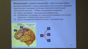 Дубынин В. А. - Физиология потребностей - 3. Мозг и любопытство