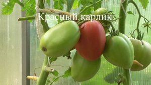 Томаты 2021 года для открытого грунта.