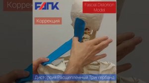 Визуализация фасциальных дисторсий / Visualisation of Fascial Distortions