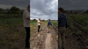 Ещё 40 саженцев винограда в коллекцию 🍇🥸😎