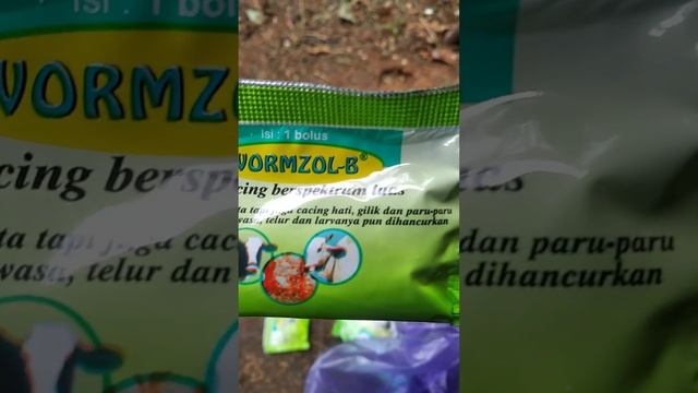 obat cacing dan obat penambah nafsu makan untuk sapi