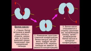 Дубынин В. А. - Химия мозга - 1. Нейроны: химическая и клеточная организация