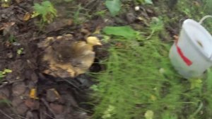 Вот это прогулка.