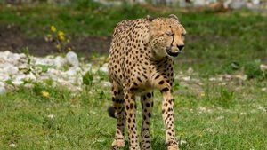 8256952-hd_1920_1080_24fps (1)