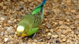 4982611-hd_1920_1080_25fps