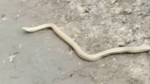Ползет змея