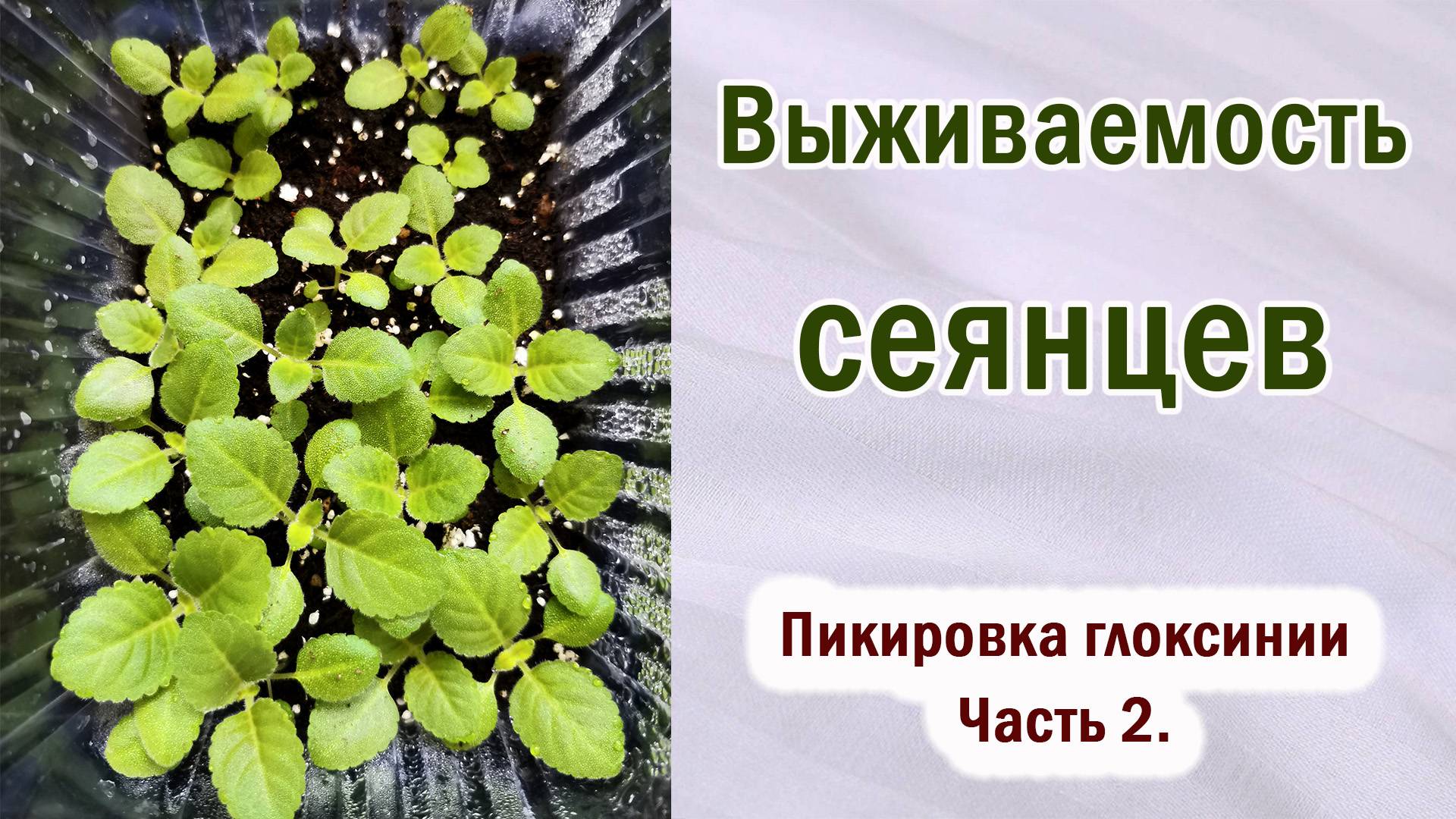 Выживаемость сеянцев. Пикировка самых маленьких сеянцев глоксинии. Часть 2.