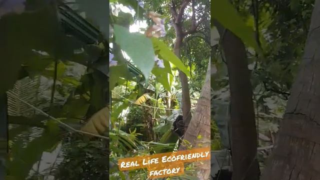 Real Life  Ecofriendly factory #reallifesrilanka #Ogirl #Ecofriendly #Recycle #lifestyle #Nature