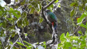 4912080-hd_1920_1080_30fps