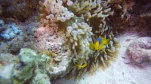 1631763-hd_1920_1080_30fps