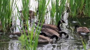 4872339-hd_1920_1080_30fps